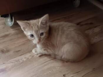 Kilo $50 Fostered -  Domestic Short Hair Cat for Adoption in Seneca, South Carolina - Kilo $50 Fostered | PetCurious