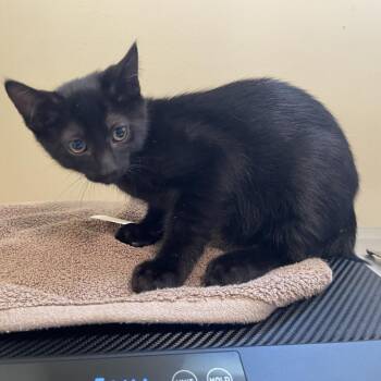 Prince Naveen -  Domestic Short Hair Cat for Adoption in Pasadena, California - Prince Naveen | PetCurious