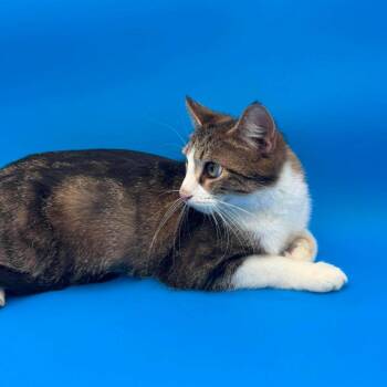 Briar Rose -  Domestic Short Hair Cat for Adoption in Plainfield, Illinois - Briar Rose | PetCurious
