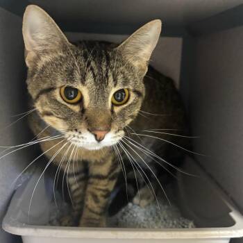 Paul -  Domestic Short Hair Cat for Adoption in Marshalltown, Iowa - Paul | PetCurious