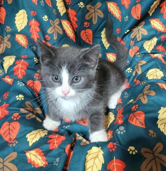Gandalf -  Domestic Short Hair Cat for Adoption in Akron, Ohio - Gandalf | PetCurious