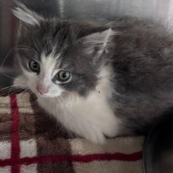 George -  Domestic Long Hair Cat for Adoption in Allegan, Michigan - George | PetCurious