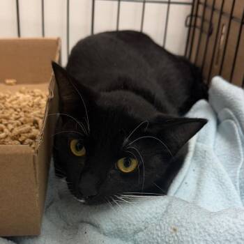 Hydra -  Domestic Short Hair Cat for Adoption in Philadelphia, Pennsylvania - Hydra | PetCurious
