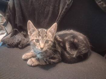 Manny -  Domestic Short Hair Cat for Adoption in Walnutport, Pennsylvania - Manny | PetCurious