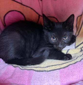 Rescue Domestic Short Hair Cats for Adoption - Venus | PetCurious