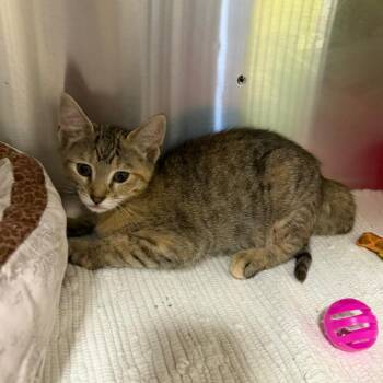 Linda -  Domestic Short Hair Cat for Adoption in Waynesville, North Carolina - Linda | PetCurious