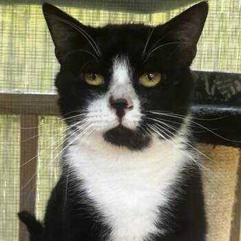 Domestic Short Hair Cats Available for Adoption in Concord, New Hampshire - Big Poppa | PetCurious