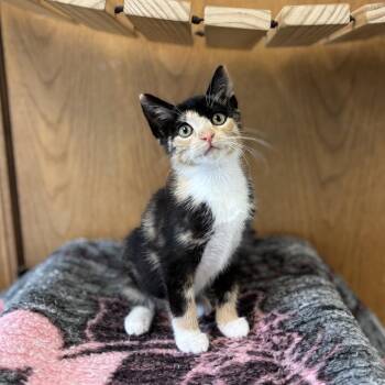 Violet--In Foster***ADOPTION PENDING*** -  Domestic Short Hair Cat for Adoption in Fargo, North Dakota - Violet--In Foster***ADOPTION PENDING*** | PetCurious