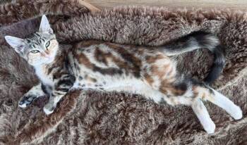 Katinka -  Calico and Tabby Cat for Adoption in San Luis Obispo, California - Katinka | PetCurious