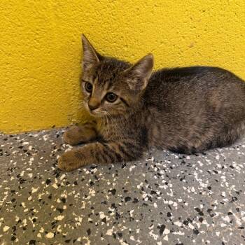Zebra cake -  Domestic Short Hair Cat for Adoption in Parkersburg, West Virginia - Zebra Cake | PetCurious