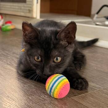 COH-A-67712 -  Domestic Short Hair Cat for Adoption in Volcano, Hawaii - COH-A-67712 | PetCurious