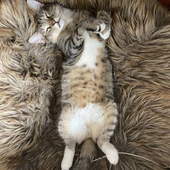 Rescue Tabby and Domestic Short Hair Cats for Adoption - Yoshi | PetCurious