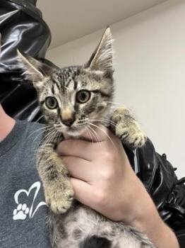 Shawm -  Domestic Short Hair Cat for Adoption in Sacramento, California - Shawm | PetCurious