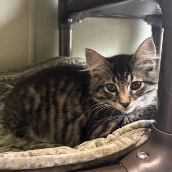 SLEEPY -  Domestic Short Hair Cat for Adoption in Kyle, Texas - SLEEPY | PetCurious
