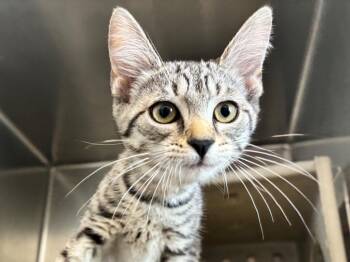 Letty -  Domestic Short Hair and Tabby Cat for Adoption in Powell, Ohio - Letty | PetCurious