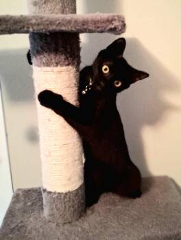 Rescue Domestic Short Hair Cats for Adoption in Los Angeles, California - Holly Grrl | PetCurious