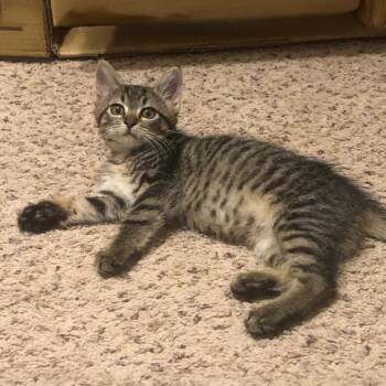 Rosemary -  Domestic Short Hair Cat for Adoption in Little Rock, Arkansas - Rosemary | PetCurious