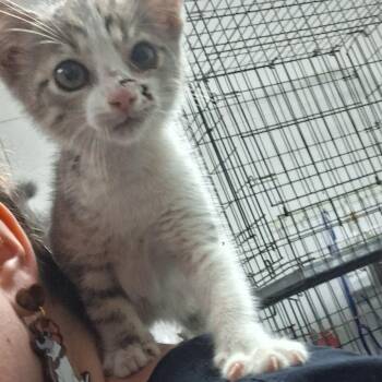 American Shorthair Cats Available for Adoption in Lufkin, Texas - Elliana | PetCurious