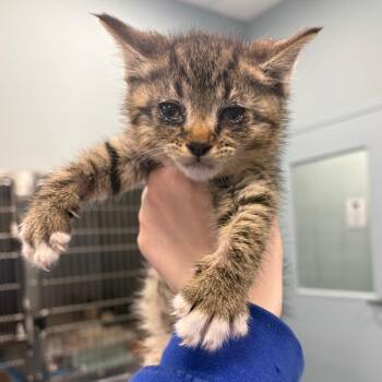 HOP -  Domestic Short Hair Cat for Adoption in Greensboro, North Carolina - HOP | PetCurious