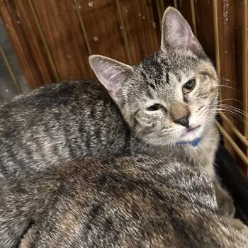 Sepia -  Domestic Short Hair Cat for Adoption in Grantsville, Utah - Sepia | PetCurious