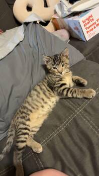 Milo -  Domestic Short Hair Cat for Adoption in Manhattan, Kansas - Milo | PetCurious