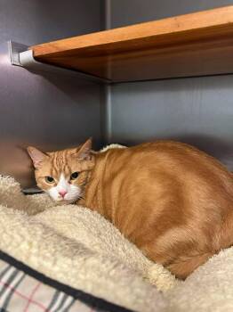 Domestic Short Hair Cats Available for Adoption in Wilmington, North Carolina - Jackie | PetCurious