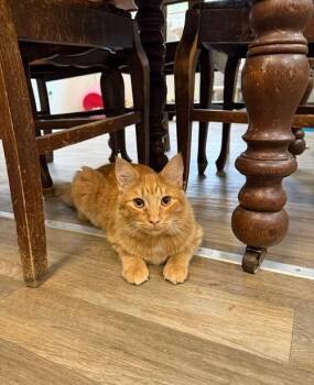 Rescue Maine Coon Cats for Adoption in Parlier, California - Cat 27051 (Marvin) | PetCurious
