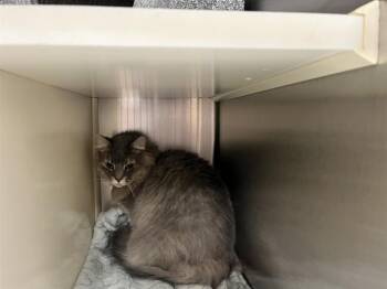 FREYA -  Domestic Long Hair Cat for Adoption in Colorado Springs, Colorado - FREYA | PetCurious