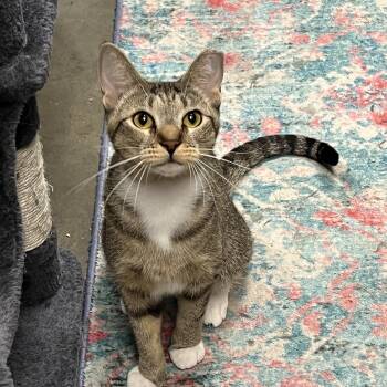 Rescue Tabby Cats for Adoption in Richmond, Virginia - Inez | PetCurious