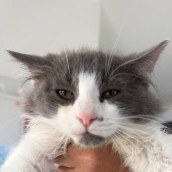 Cliff -  Domestic Medium Hair Cat for Adoption in Chapel Hill, North Carolina - Cliff | PetCurious