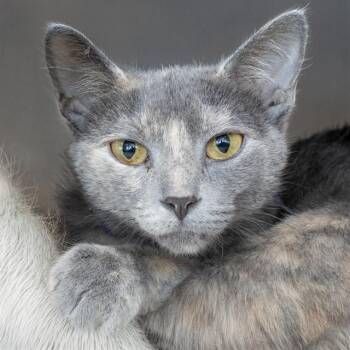 PERLA -  Domestic Short Hair Cat for Adoption in St. Louis, Missouri - PERLA | PetCurious