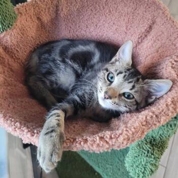 Sage -  Domestic Medium Hair Cat for Adoption in West Palm Beach, Florida - Sage | PetCurious