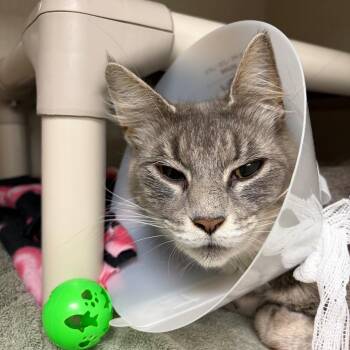 Iced Lavender Cream Matcha -  Domestic Medium Hair Cat for Adoption in Mentor, Ohio - Iced Lavender Cream Matcha | PetCurious