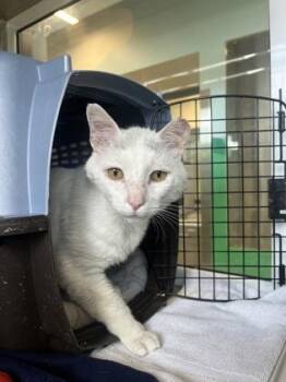Dexter -  Domestic Short Hair Cat Available for Adoption in Kansas City, Missouri - Dexter | PetCurious