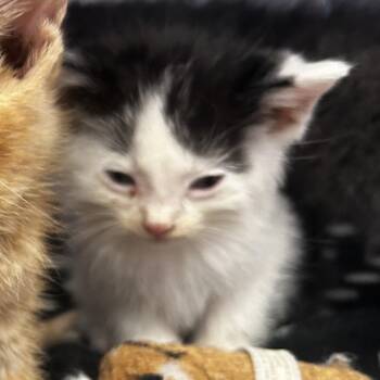 Domestic Short Hair Cats Available for Adoption - Hancock | PetCurious