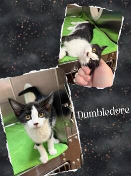 Rescue Domestic Short Hair Cats for Adoption in Howes Cave, New York - Dumbledore | PetCurious