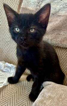 Rescue Domestic Short Hair Cats for Adoption in Penndel, Pennsylvania - Paris | PetCurious