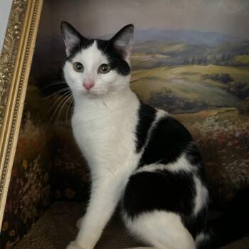 Domestic Short Hair Cats Available for Adoption - Marshmallow | PetCurious