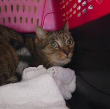 Yoyo -  Domestic Short Hair Cat for Adoption in Sacramento, California - Yoyo | PetCurious