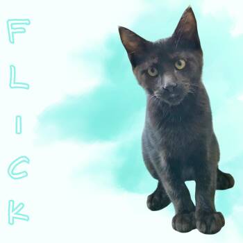 Flick -  Domestic Short Hair Cat for Adoption in Aransas Pass, Texas - Flick | PetCurious