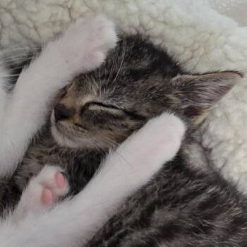 Syrup -  Domestic Short Hair Cat for Adoption in Camden, Delaware - Syrup | PetCurious