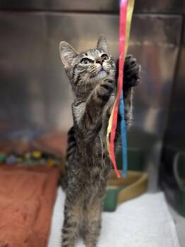 Solstice -  Domestic Short Hair Cat for Adoption in Westland, Michigan - Solstice | PetCurious