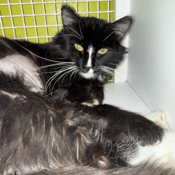 Tuxedo Cats Available for Adoption - Haymitch | PetCurious