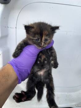 CINCO -  Domestic Short Hair Cat for Adoption in Doral, Florida - CINCO | PetCurious