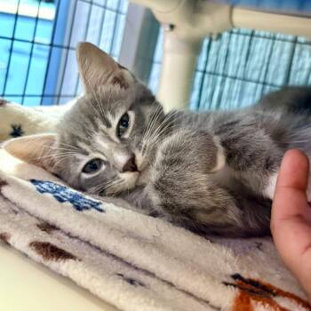 Thunder -  Domestic Short Hair Cat for Adoption in Clarksville, Arkansas - Thunder | PetCurious