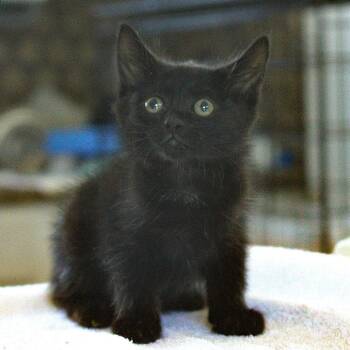 Alaric -  Domestic Medium Hair Cat for Adoption in Chapel Hill, North Carolina - Alaric | PetCurious