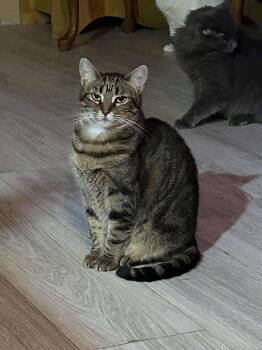 Rescue American Shorthair Cats for Adoption in Mint Hill, North Carolina - Starlight | PetCurious