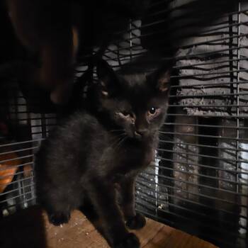 Ying -  Domestic Short Hair Cat for Adoption in Ringtown, Pennsylvania - Ying | PetCurious