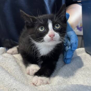 Rescue Domestic Short Hair Cats for Adoption in Kyle, Texas - BONES | PetCurious