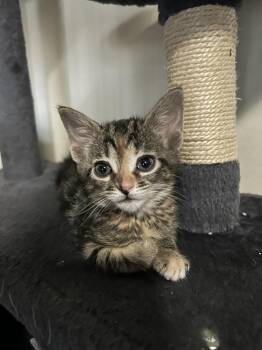 Ginny -  Domestic Short Hair Cat for Adoption - Ginny | PetCurious
